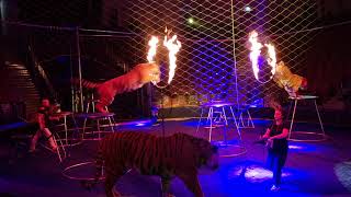 Репетиция шоу &quot;Быть по сему!&quot; в Саратовском цирке. Тигры и огонь.