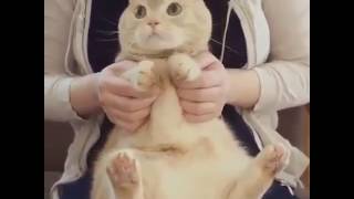 Small Video, Bigo Fun