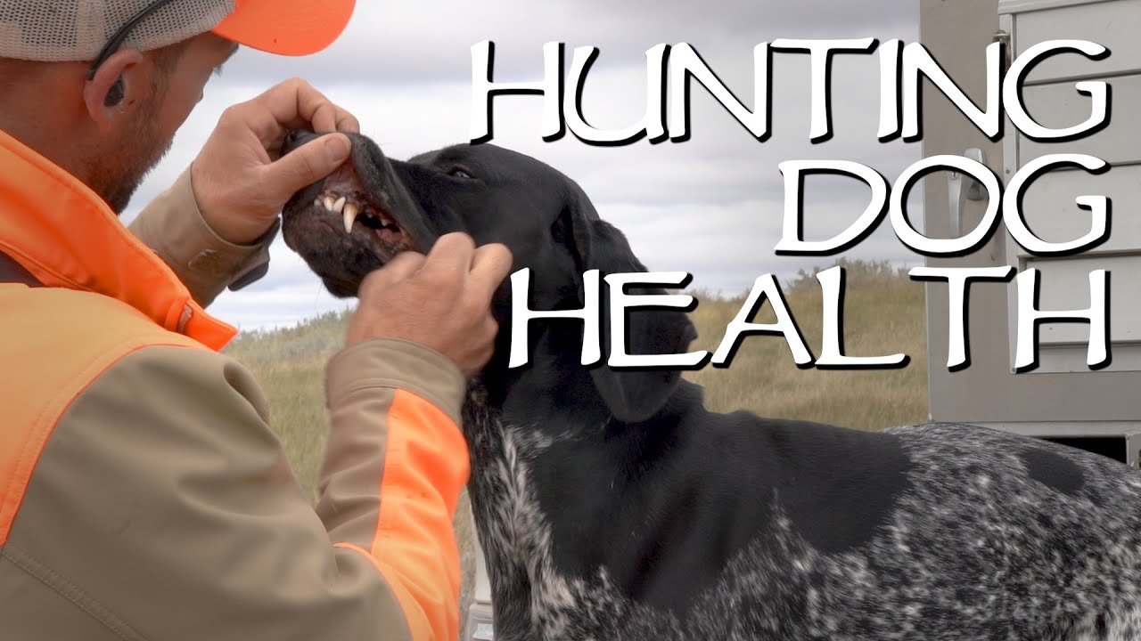 Hunting Dog Health - Making Sure Your Dogs Are Healthy On A Hunting