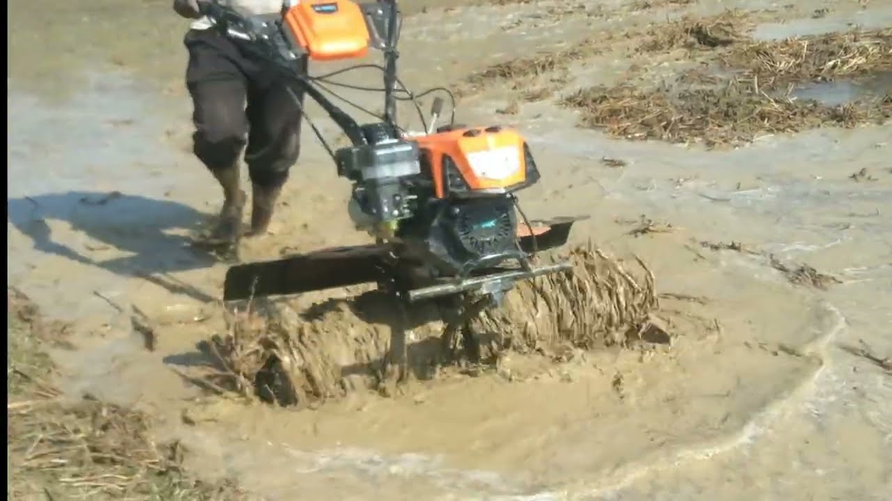 7 hp সেন্টার রোটারি মিনি পাওয়ার টিলার দিয়ে বোরো ধানের জমি কাদা করা হচ্ছে