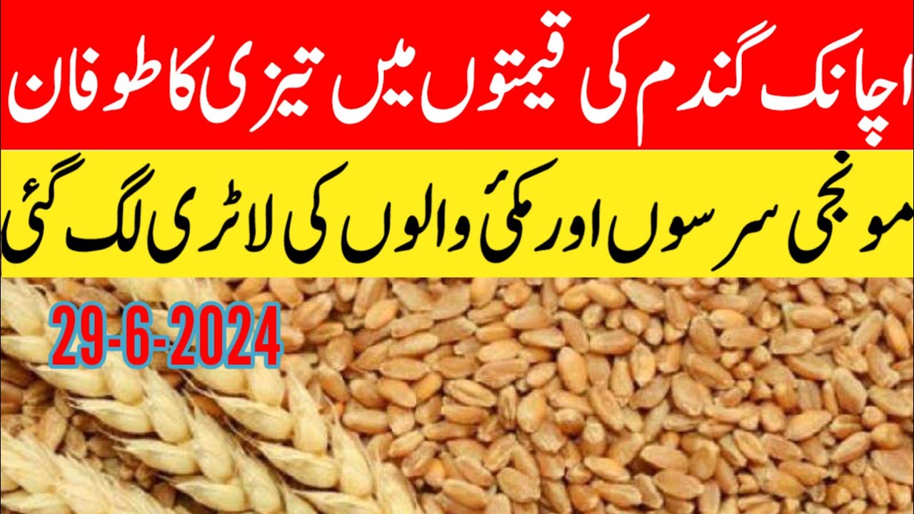gandam rate today/wheat price today in punjab/2024 گندم کا ریٹ/ Makki ...