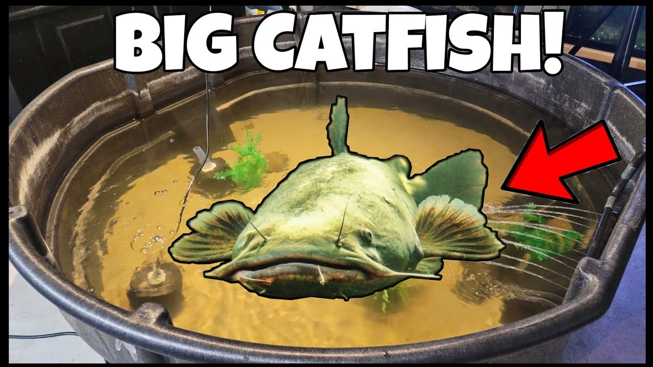 Feeding Catfish! Pet Flathead Catfish in DIY Pond!