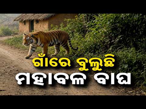 🔴Live | ଗାଁରେ ବୁଲୁଛି ମହାବଳ ବାଘ | Royal Bengal Tiger Enters Village In Karanjia | Argus News