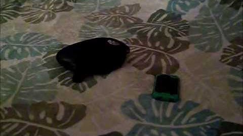 proto primo drop test/ comparasion