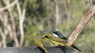 Restless Flycatcher And Yellow Tuftedhebathing