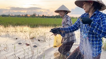 Giăng Lưới Cá Rô Đầu Mùa Nước Nổi Trên Đồng Mỹ Xuyên Trúng Mánh Camera Gặp sự Cố | CLN tập 361