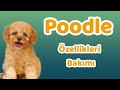 Poodle özellikleri, bakımı, beslenmesi, sağlığı ve eğitimleri