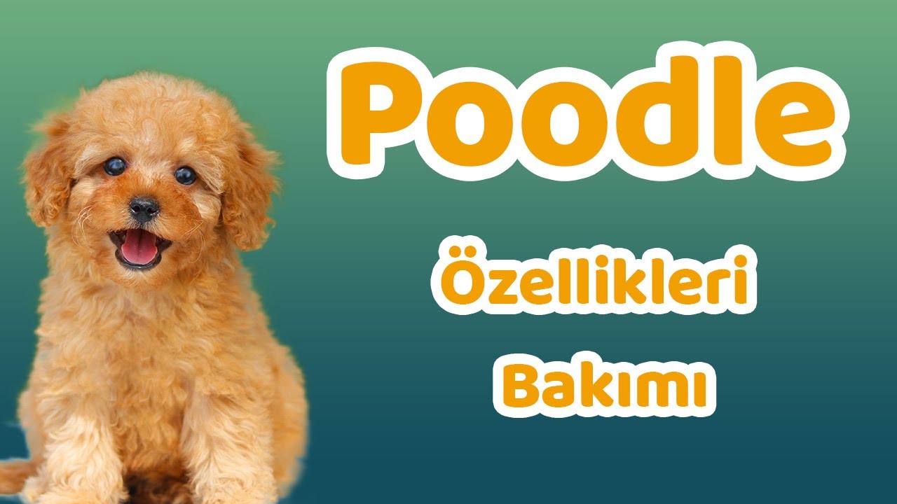 Poodle Ozellikleri Bakimi Beslenmesi Sagligi Ve Egitimleri Youtube