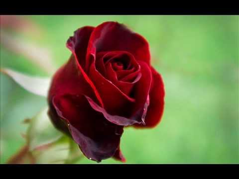 حبيب الله أجمل وأروع الموسيقي في العالم رنات للهاتف النقال من فسيو علي