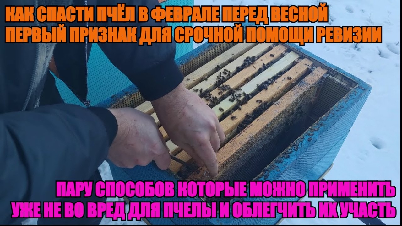 Увидел ЭТУ ПРИЧИНУ СРОЧНО ПОМОГИ ЭТОЙ ПЧЕЛИНОЙ СЕМЬИ НЕ БОЙСЯ ДЕЙСТВУЮ иначе ВЕСНОЙ ПРОПАДУТ ✅❄️🐝