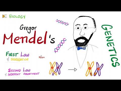 Which Of The Following Statements Summerizes Mendels Impact On Genetics