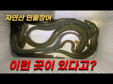 자연산 <strong>민물</strong> <strong>장어</strong> 바글바글 쏟아지는 특급 포인트~ 소문 듣고 싹쓸이하러..