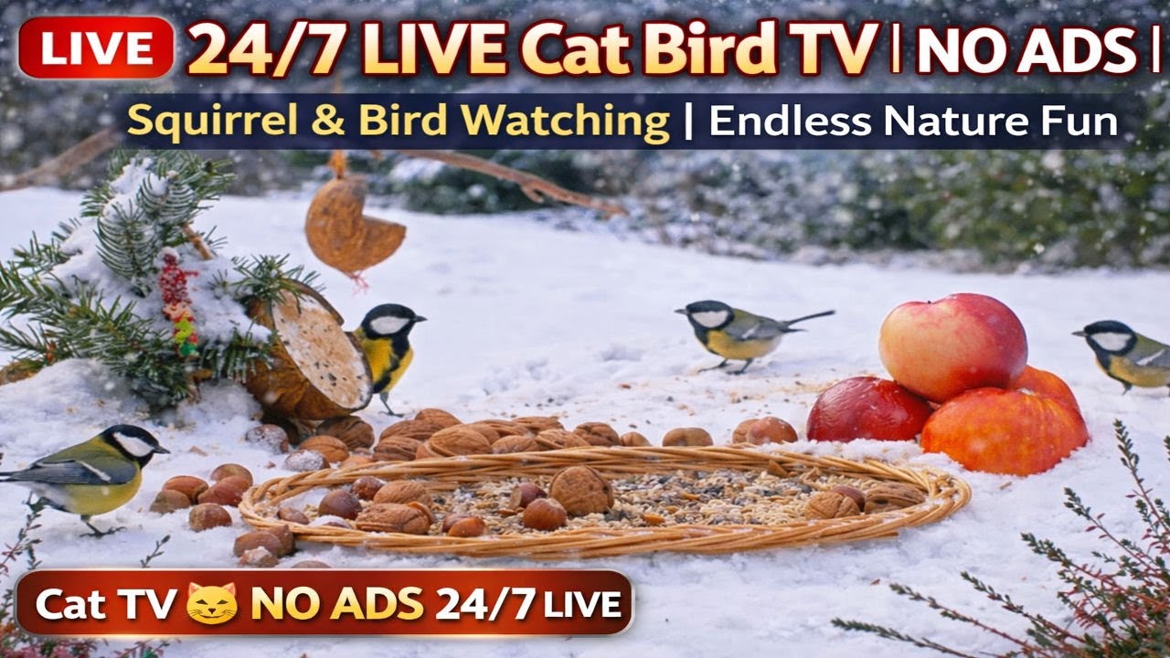 🔴 24/7 LIVE Cat Bird TV 😺 | NO ADS | Squirrel & Bird Watching | Endless Nature Fun