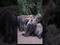 ضحكة الضباع Viralvideo Content الحياة البرية ضبع Animallover New Viralshort Hyenas اكسبلور