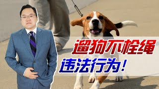 遛狗不拴绳违法！新动物防疫法本月起实施，关系到您和您的爱宠