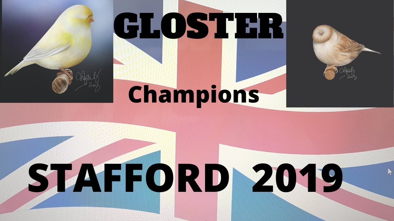 GLOSTER, NATIONAL STAFFORD SHOW 2019