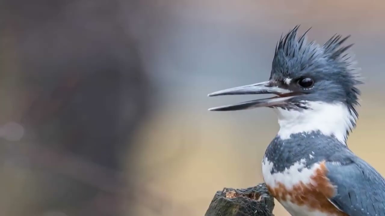 The Belted Kingfisher's sharp beak is perfectly adapted for catching fish.
