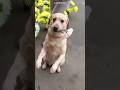 Labrador Surprises His Owner 🐶❤️