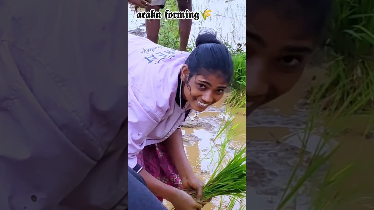 Paddy Planting in Village Fields🌾🌾🌾