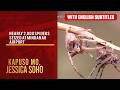 Nearly 2,000 spiders seized at Mindanao airport (with English subs) | Kapuso Mo, Jessica Soho