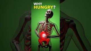 Why You Feel Hungry (Your Body’s Secret Signals!) #hunger #humanbody #sciencefacts #digestivesystem