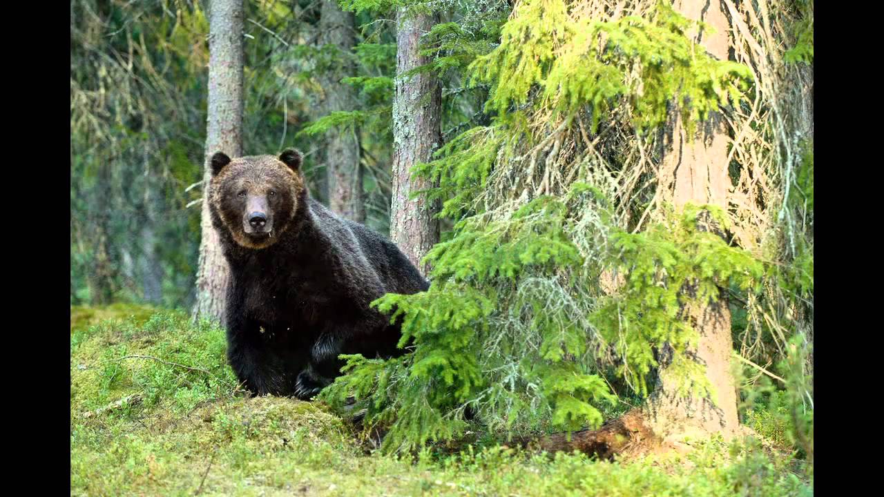 Nest - Kontio (=bear)