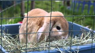 At The Bunny Festival - Parry Gripp @ParryGripp