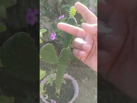 Video: Ano Ang Walang Spineless Prickly Pear: Opuntia Cacanapa ‘Ellisiana’ Cactus Care