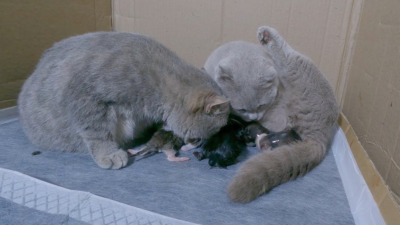 Cat Giving Birth Two pregnant mother cats help each other when giving