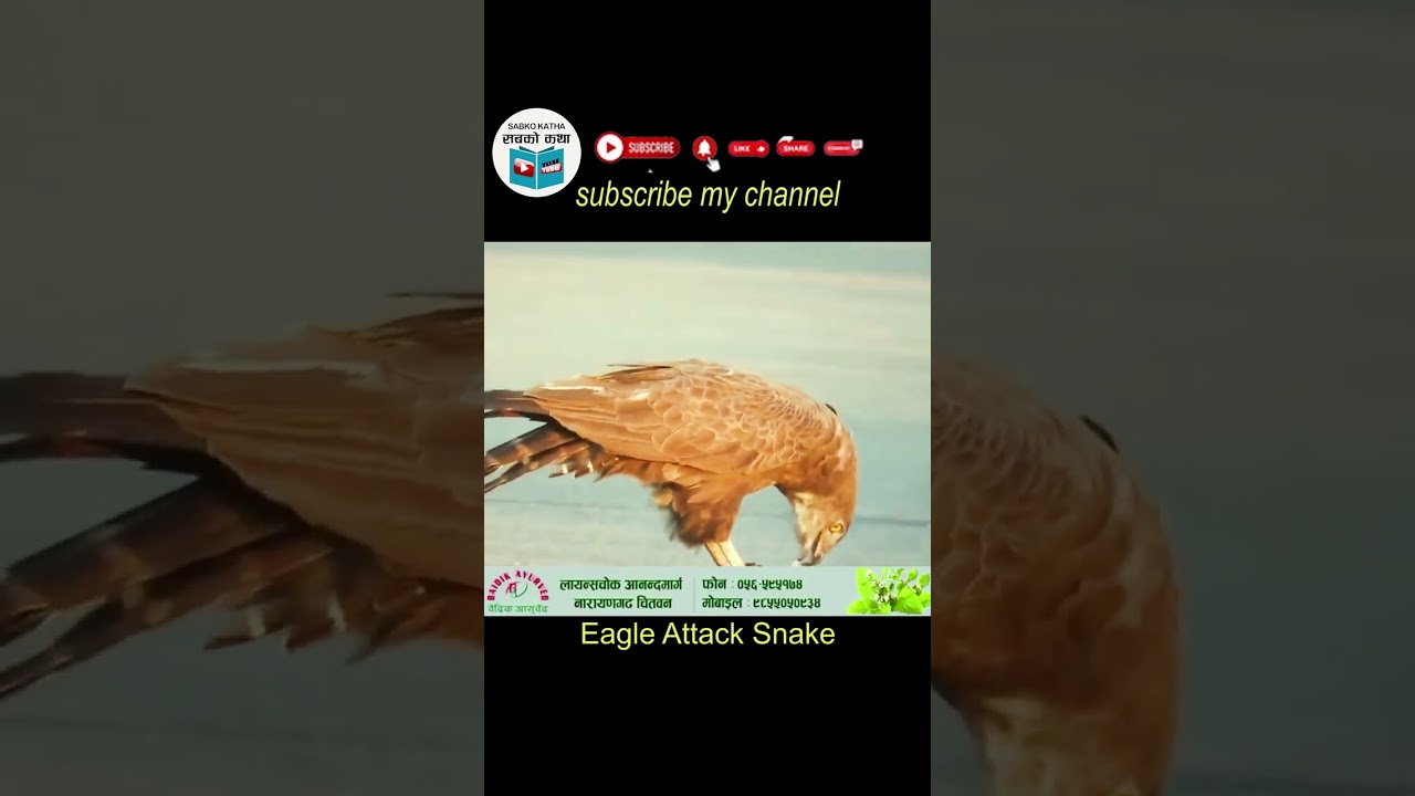 Eagle Attack Snake 