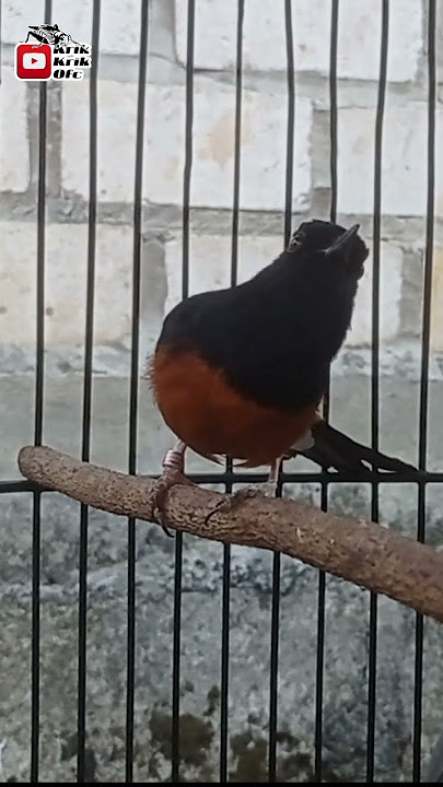 Burung murai gacor tembakan suara burung kutilang