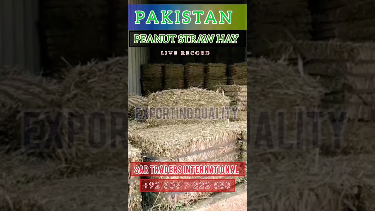 Peanut Straw Hay Is The Best Way To Save Money On Your Livestock Feed Bills!  