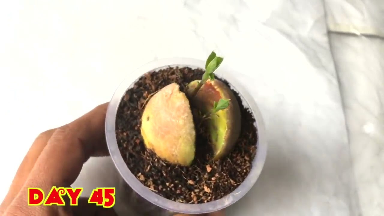 How To Grow An Avocado From A Seed
