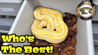 The Best Ball Python In Your Collection? Many Different Breeders!