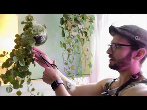 Trimming Swedish Ivy in an Indoor hanging glass orb planter