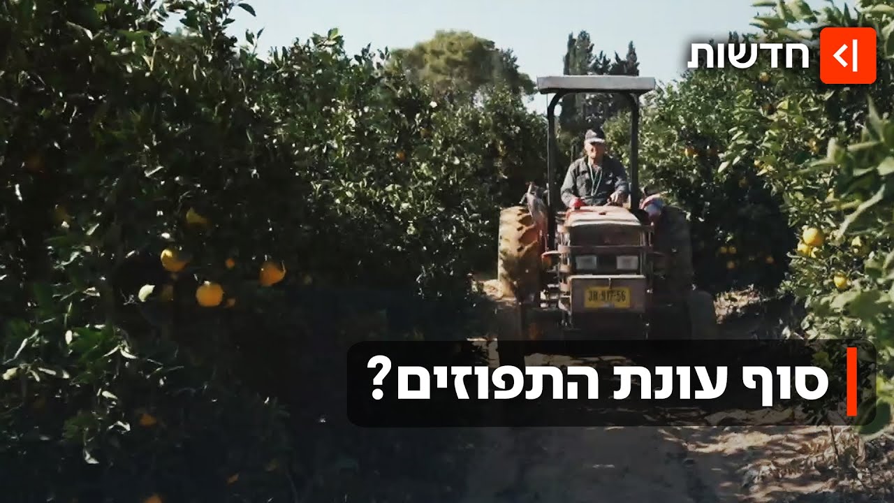סוף עונת התפוזים? הפרי שהפך לסמל ישראלי - נכנע לחרם העולמי