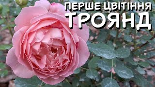 ПЕРШЕ ЦВІТІННЯ ТРОЯНД У МОЄМУ САДУ 🌹