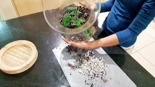 Let's Put Together an Open Terrarium/Indoor Plants