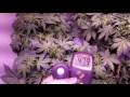 Day 52 Auto Six Shooter--Perfect Sun 1000 LED closet grow