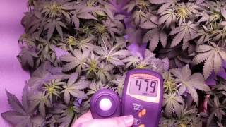 Day 52 Auto Six Shooter--Perfect Sun 1000 LED closet grow