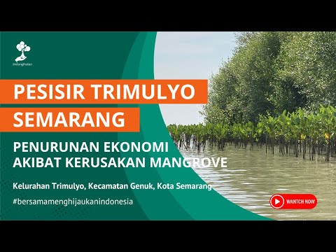 Pesisir Trimulyo Semarang: Penurunan Ekonomi Akibat Kerusakan Mangrove