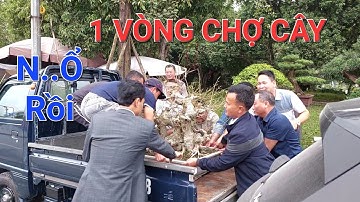 Tham quan 1 vòng CHỢ CÂY TL HƯNG YÊN 2023 cho quý vị tham khảo giá * anh em N..Ổ CÂY TIỀN TRĂM * .