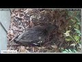 Live Mallard duck nest 4/26/22