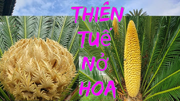 Cây Thiên Tuế Khủng 100Tuổi/Thiên Tuế Nở Hoa/Chuyện Hiếm Gặp/One Hundred Year Tree/Beautiful Bloom.