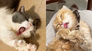 Cute and Funny Cat Videos Compilation 2021
