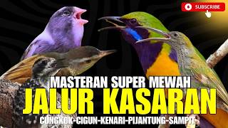 MASTERAN TEMBAKAN KASAR SEJALUR!!  CUCAK CUNGKOK Istimewa - GREJA TARUNG - JENGOT KATEM