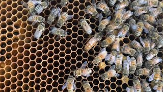 Beekeeping Series: Episode 1