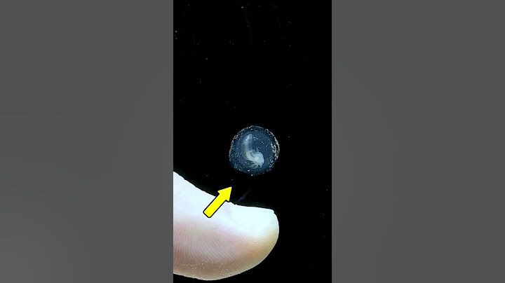 This is an Axolotl Egg 🥚