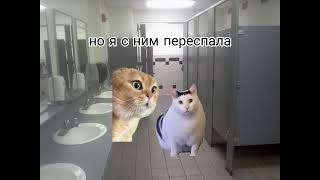 женский туалет #коты #мемы