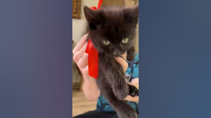 Бенчик!😻
